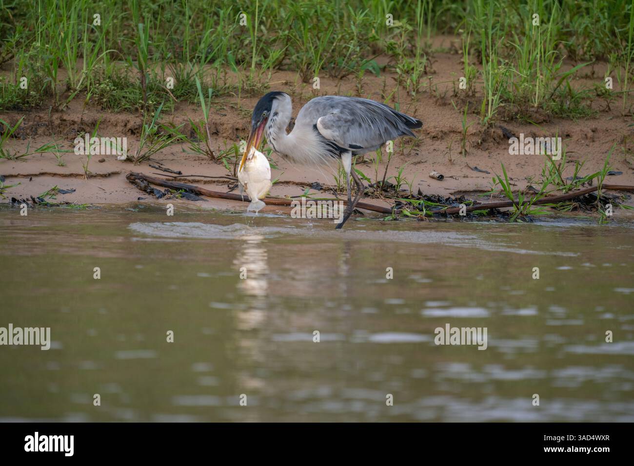 Cocoi Heron with a captured Piranha in its beak Stock Photo