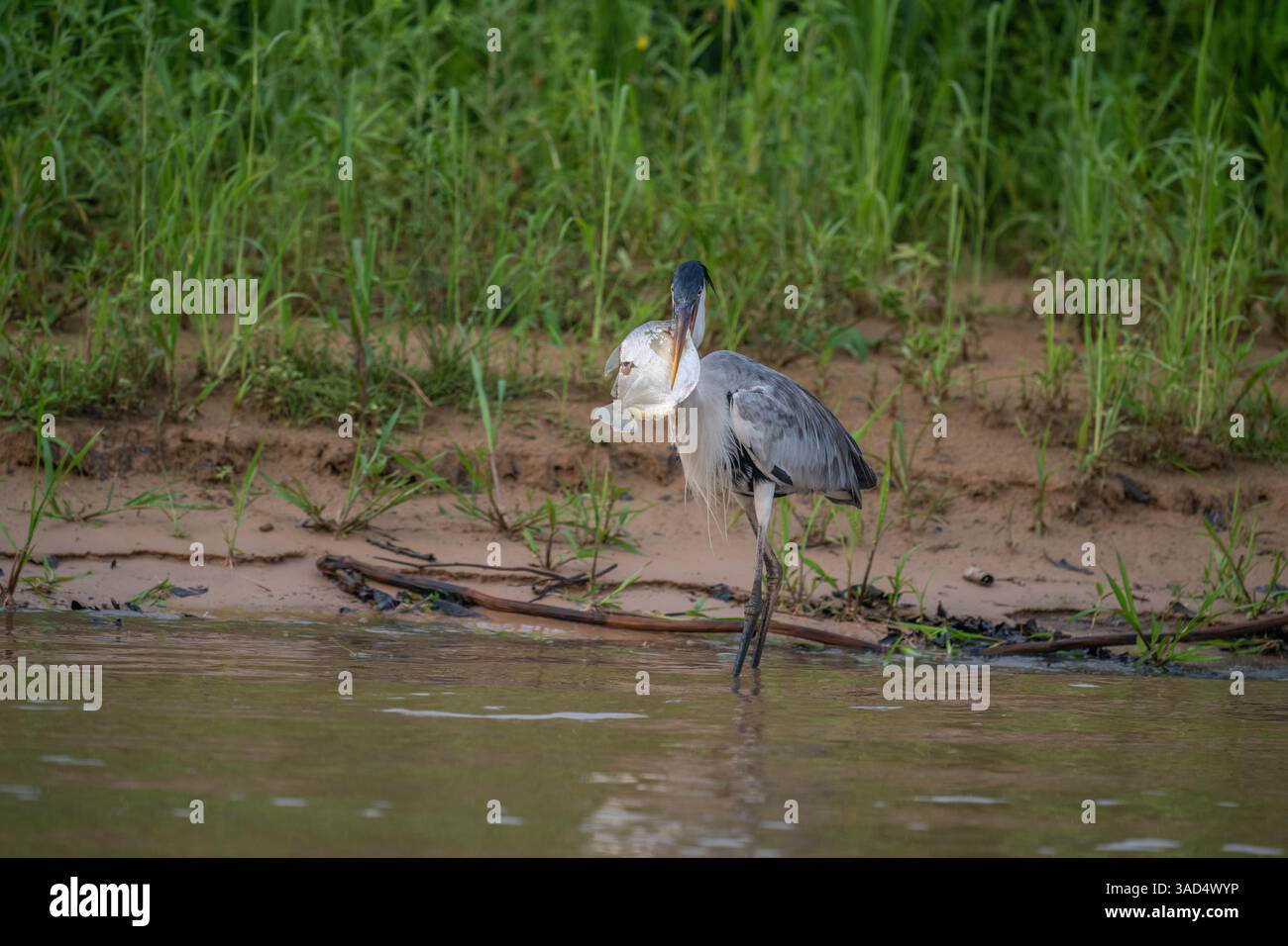 Cocoi Heron with a captured Piranha in its beak Stock Photo