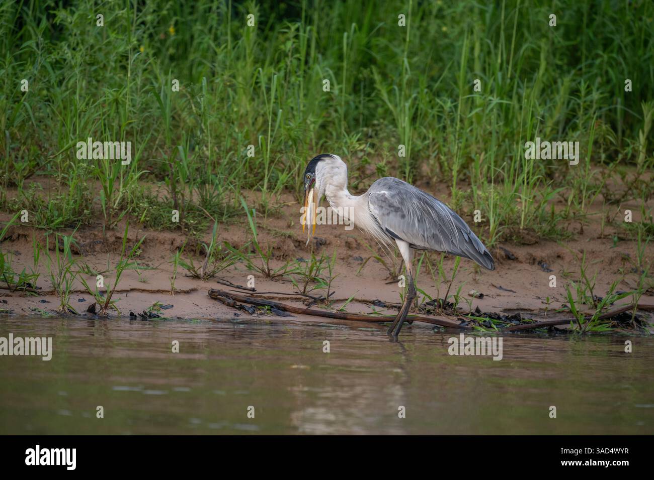 Cocoi Heron with a captured Piranha in its beak Stock Photo