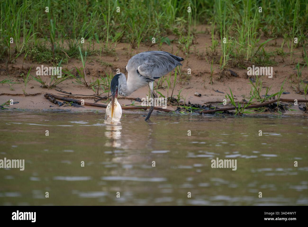 Cocoi Heron with a captured Piranha in its beak Stock Photo