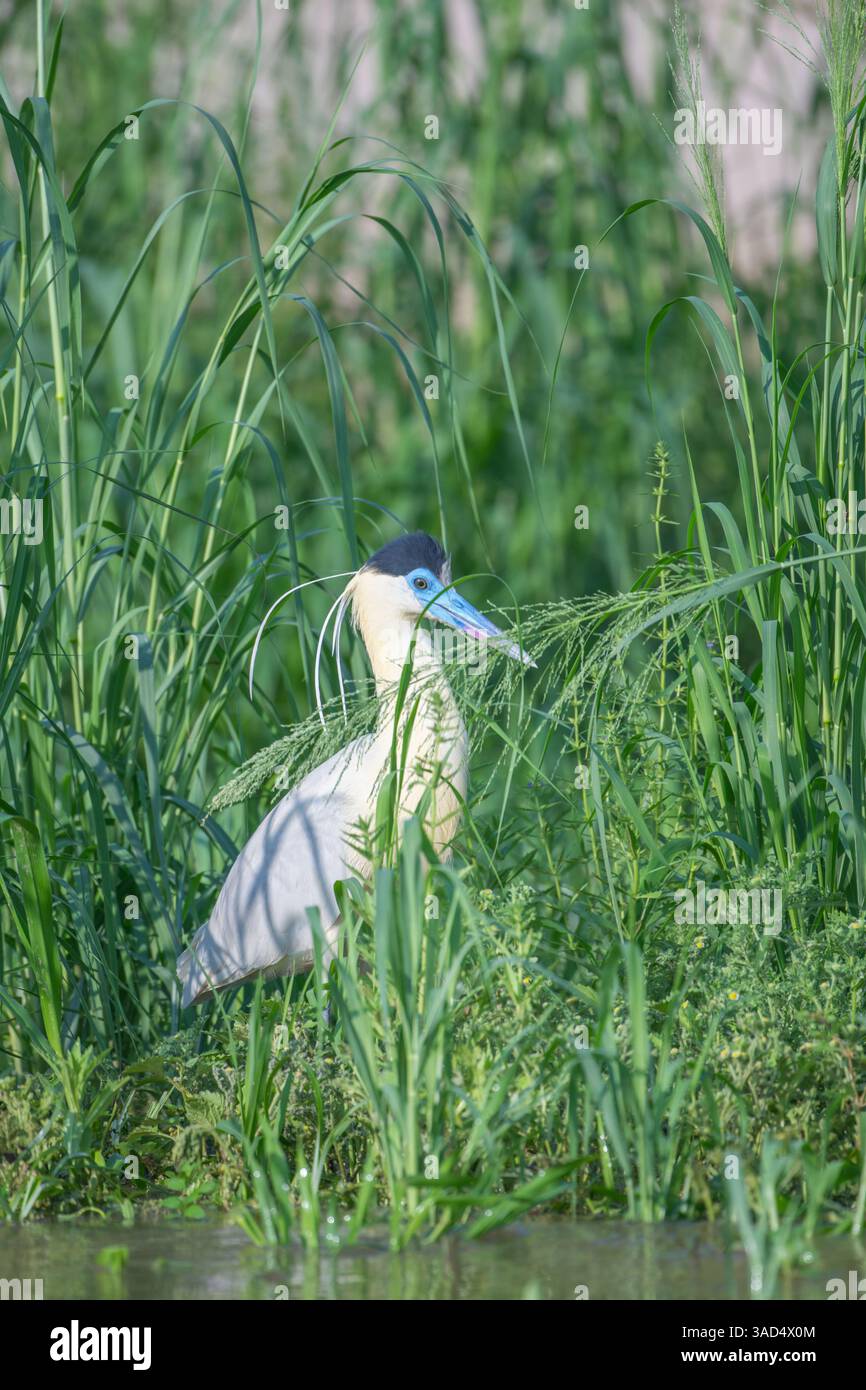Capped Heron walking among tall green grass in the Pantanal Stock Photo