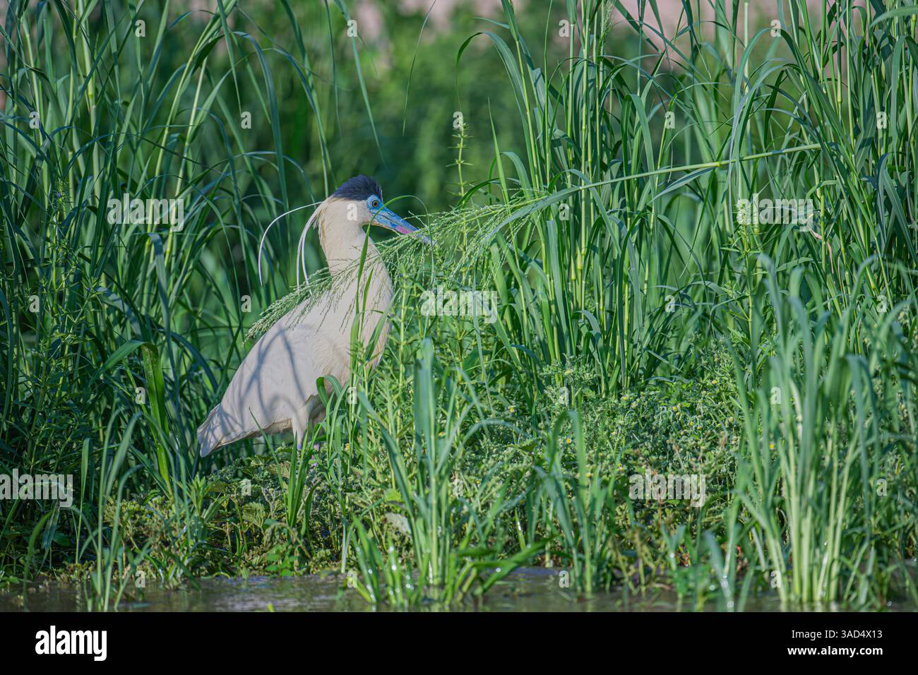 Capped Heron walking among tall green grass in the Pantanal Stock Photo