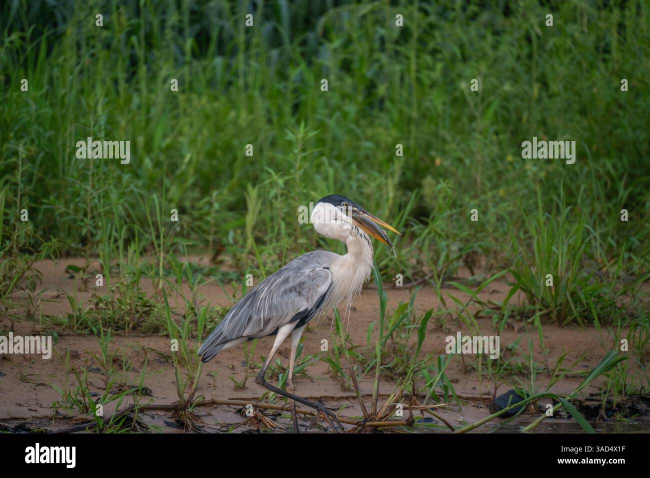 Cocoi Heron with a captured Piranha in its beak Stock Photo
