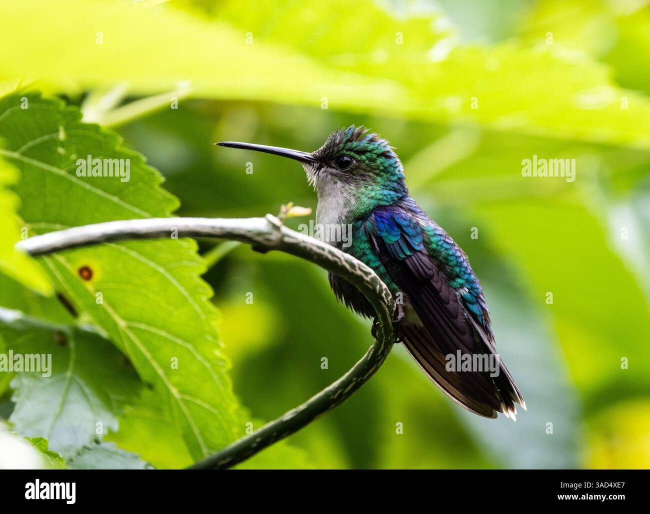 Woodnymph hi-res stock photography and images - Alamy