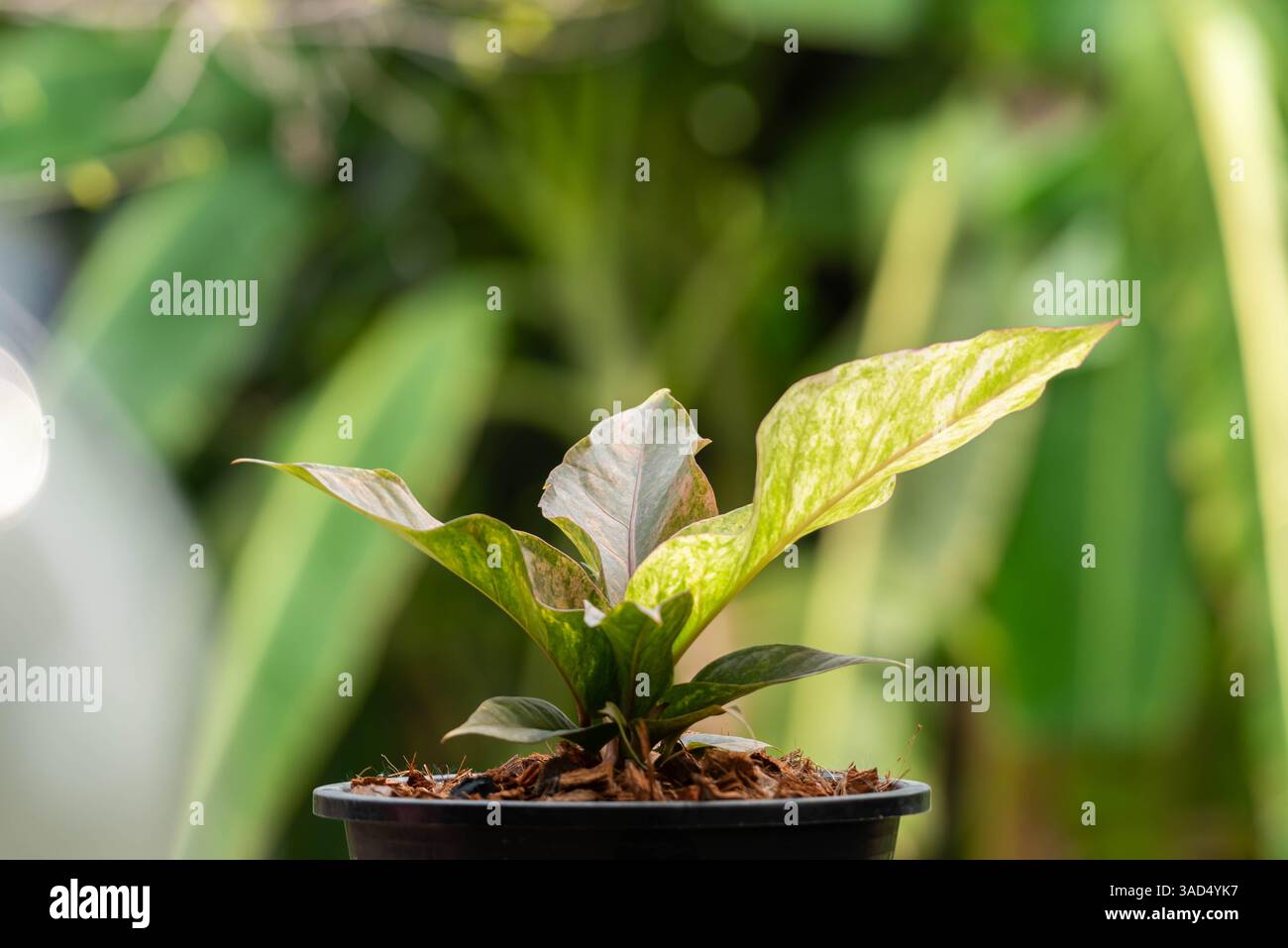 chlorophytum plant Spider Plant