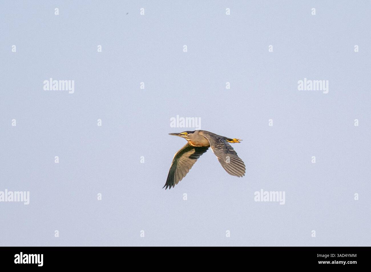 Striated Heron in flight - Pantanal, Brazil Stock Photo