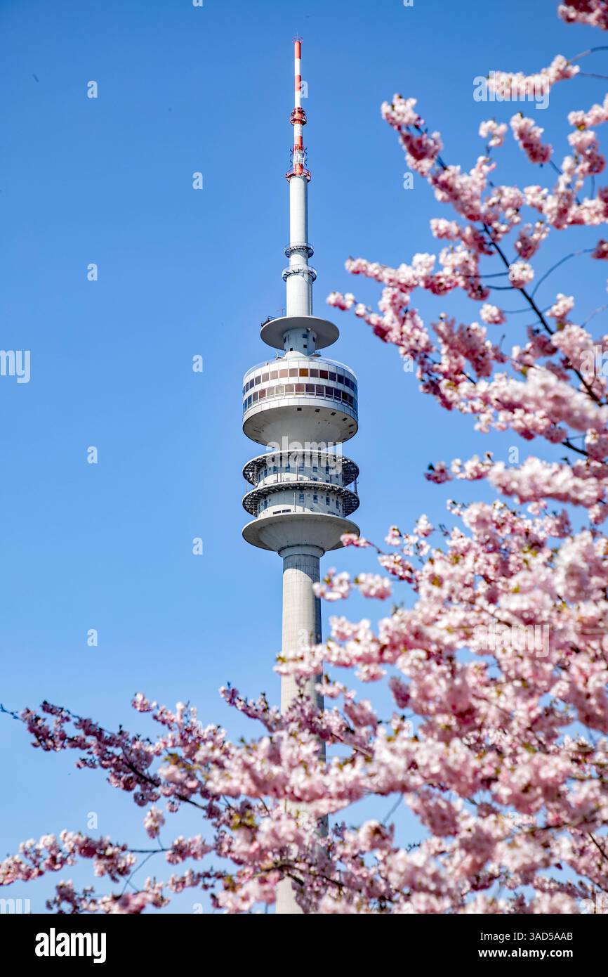 München, Deutschland 03. April 2025: Im Bild: Die Kirschblüte der japanischen Kirschbäume, ein Blütenparadies im Olympiapark in München lockt zur Zeit viele Besucher und Touristen an. Im Hintergrund sieht man der Fernsehturm. Bayern *** Munich, Germany 03 April 2025 In the picture The cherry blossom of the Japanese cherry trees, a blossom paradise in the Olympic Park in Munich currently attracts many visitors and tourists In the background you can see the television tower Bavaria Copyright: xFotostandx/xFritschx Stock Photo