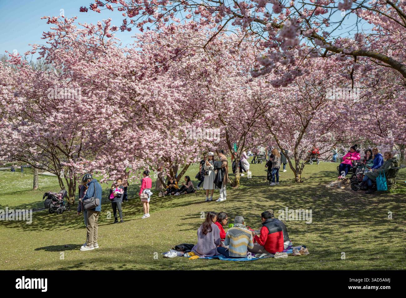 München, Deutschland 03. April 2025: Im Bild: Die Kirschblüte der japanischen Kirschbäume, ein Blütenparadies im Olympiapark in München lockt zur Zeit viele Besucher und Touristen an. Bayern *** Munich, Germany 03 April 2025 In the picture The cherry blossom of the Japanese cherry trees, a blossom paradise in the Olympic Park in Munich currently attracts many visitors and tourists to Bavaria Copyright: xFotostandx/xFritschx Stock Photo