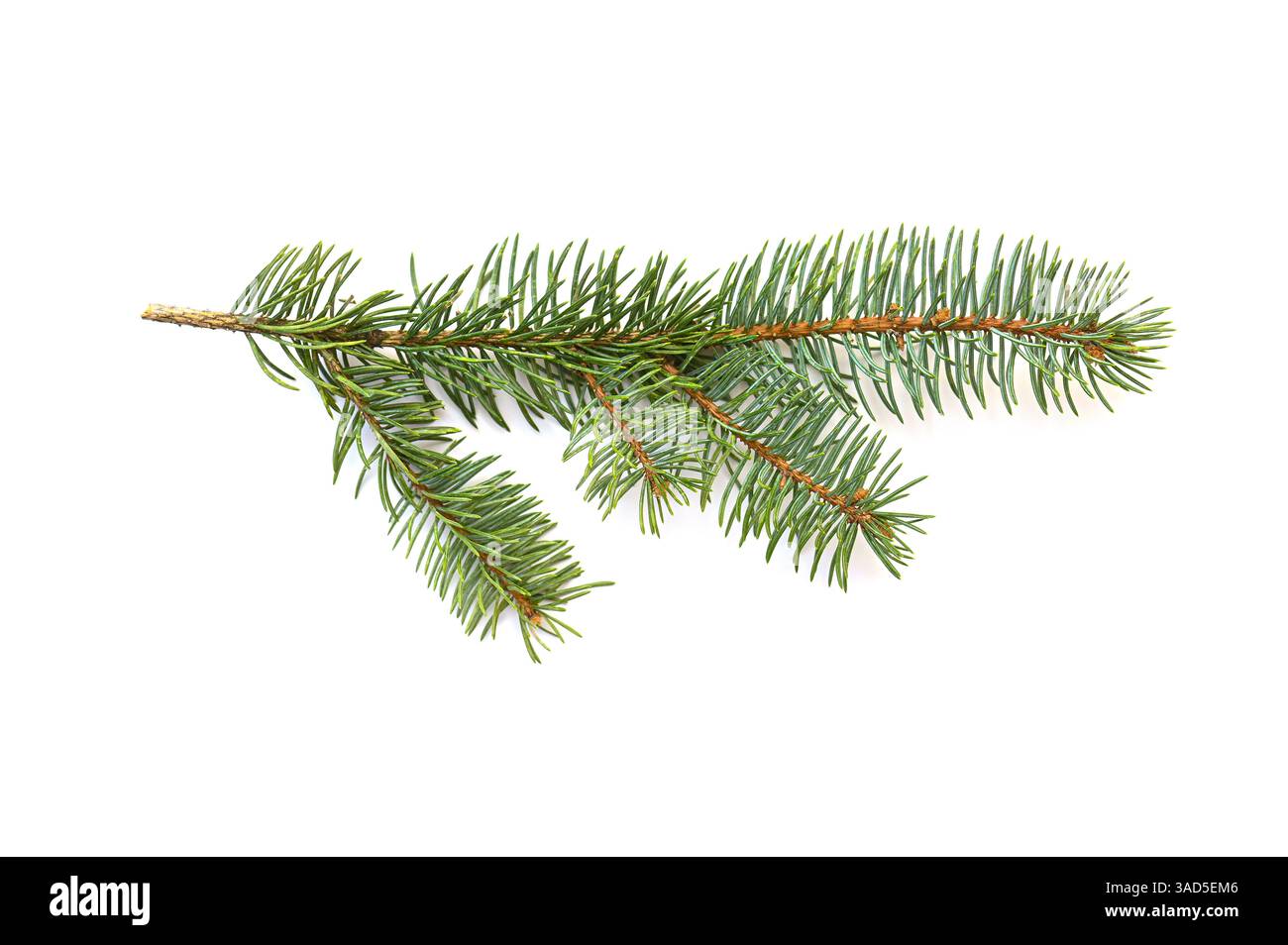 Fir branch isolated on white background Stock Photo