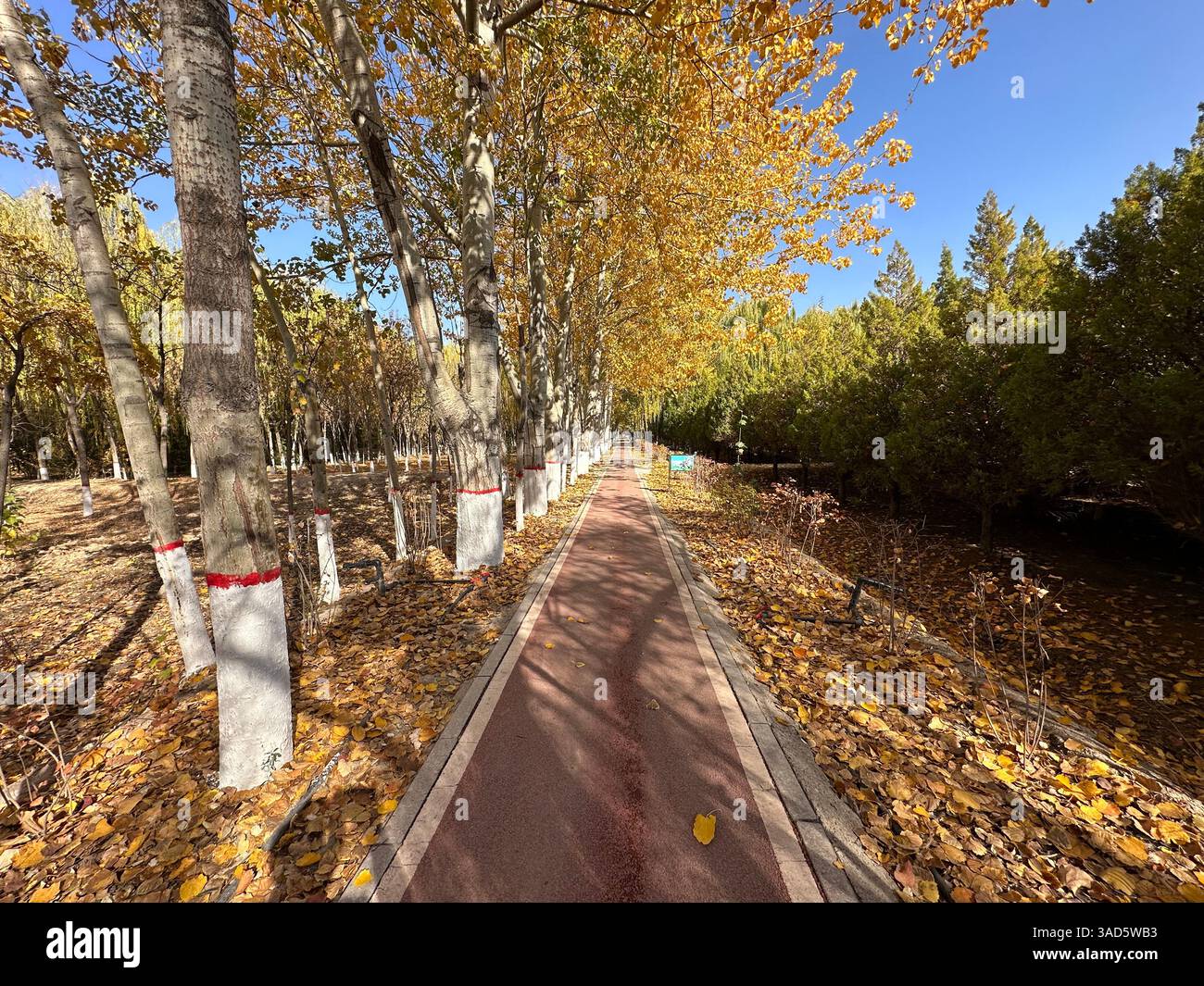 Vibrant autumn colors paint a serene landscape of trees and foliage. - Smartphone Captured Stock Image