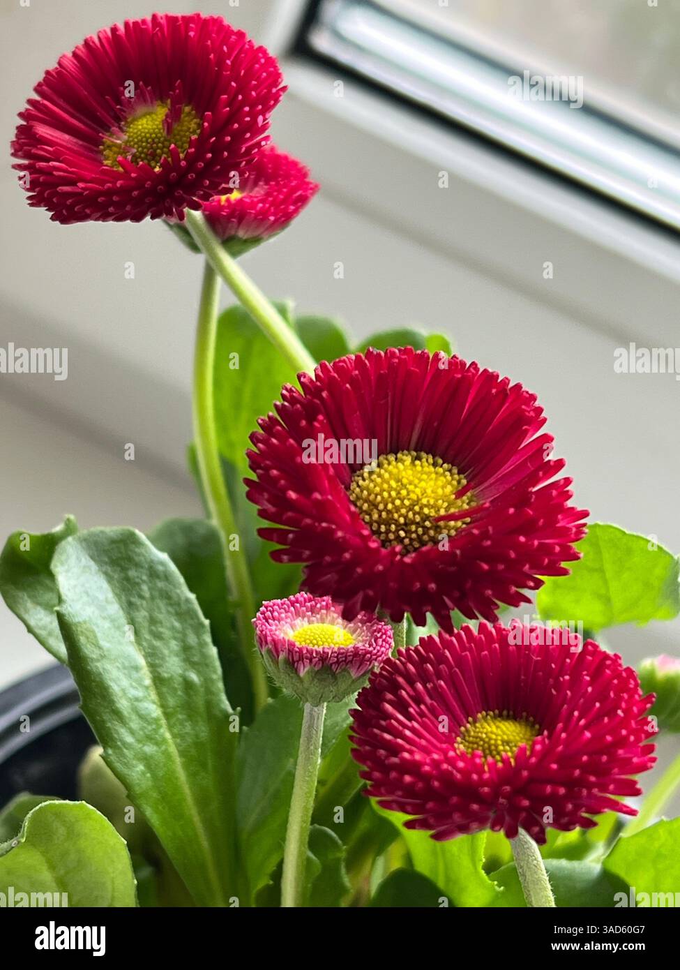 A vibrant English daisies blooms, galaxy red, showcasing shades of pink and yellow, beauty and elegance. - Smartphone Captured Stock Image