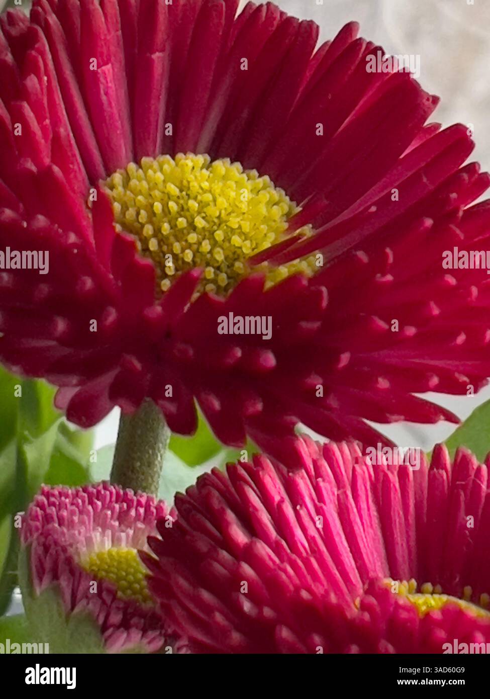 A vibrant English daisies blooms, galaxy red, showcasing shades of pink and yellow, beauty and elegance. - Smartphone Captured Stock Image