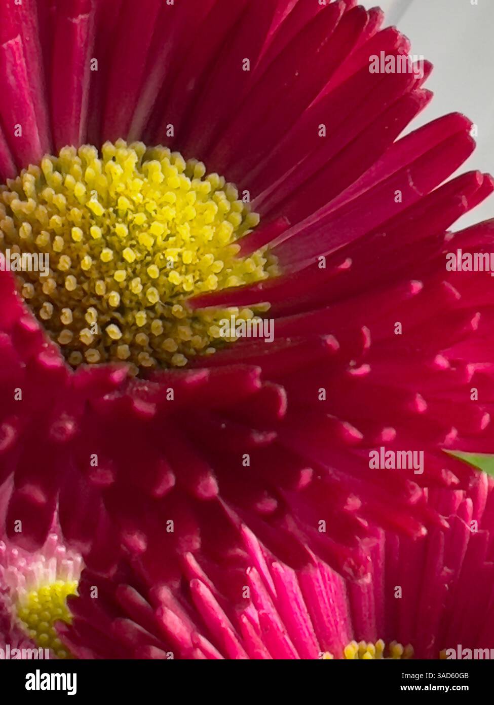 A vibrant English daisies blooms, galaxy red, showcasing shades of pink and yellow, beauty and elegance. - Smartphone Captured Stock Image
