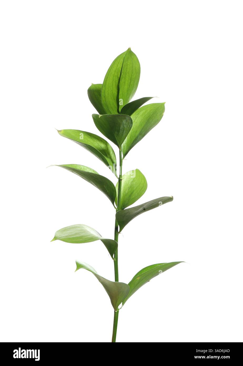 Beautiful Ruscus branch with green leaves isolated on white Stock Photo ...