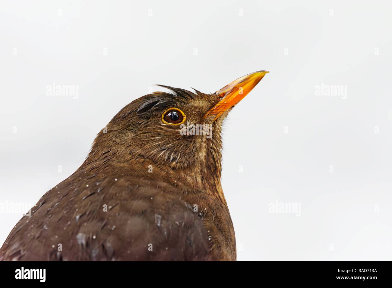 Eurasian blackbird or common blackbird (Turdus merula) female closeup in the snow in early spring. Stock Photo