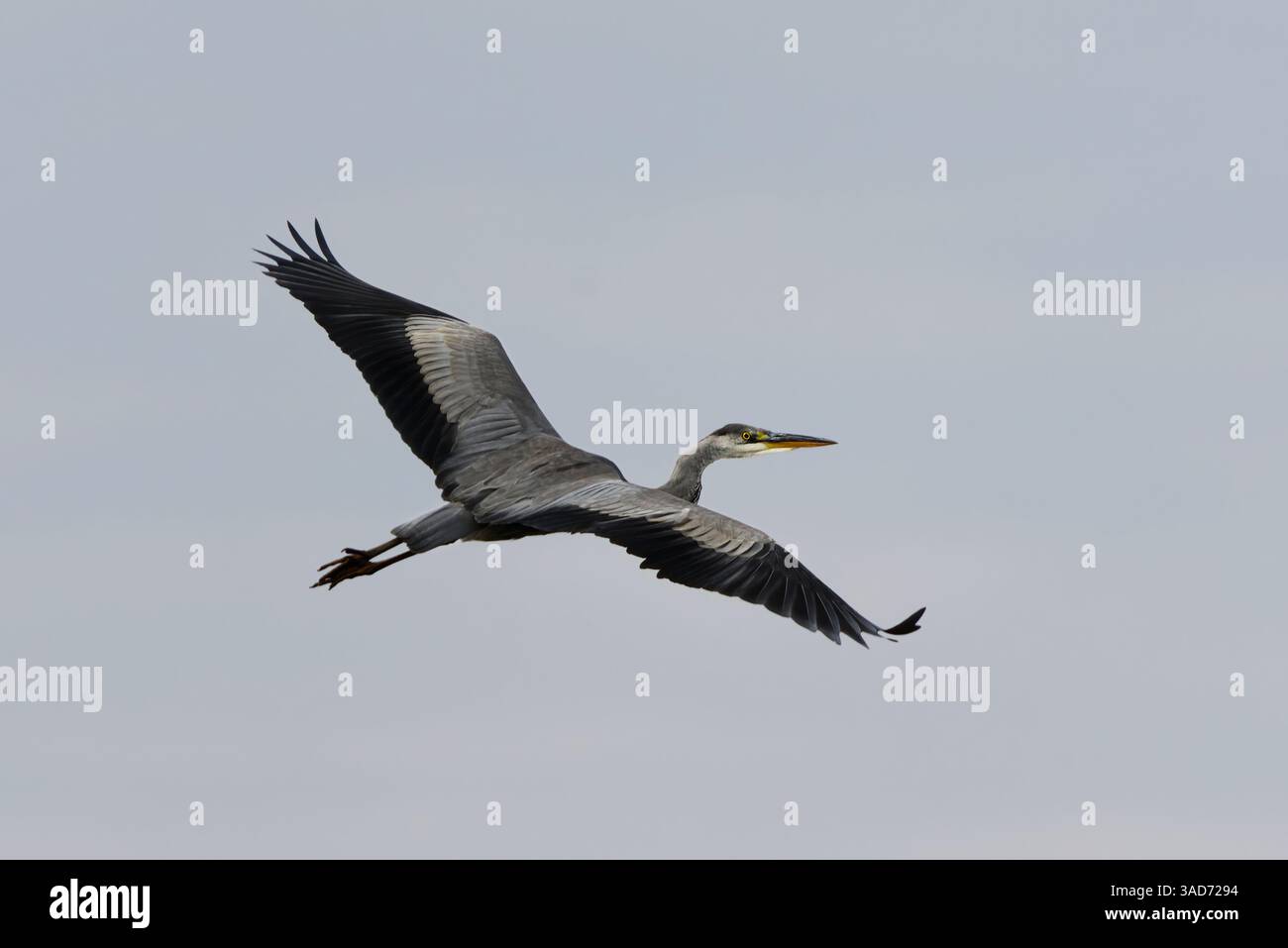 Grey heron (Ardea cinerea) flying in the sky in autumn. Stock Photo