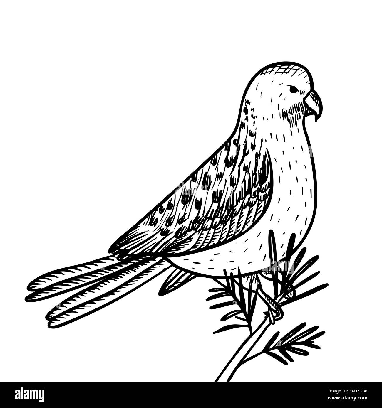 Parrot isolated line art, sketch, hand drawn Stock Vector Image & Art ...