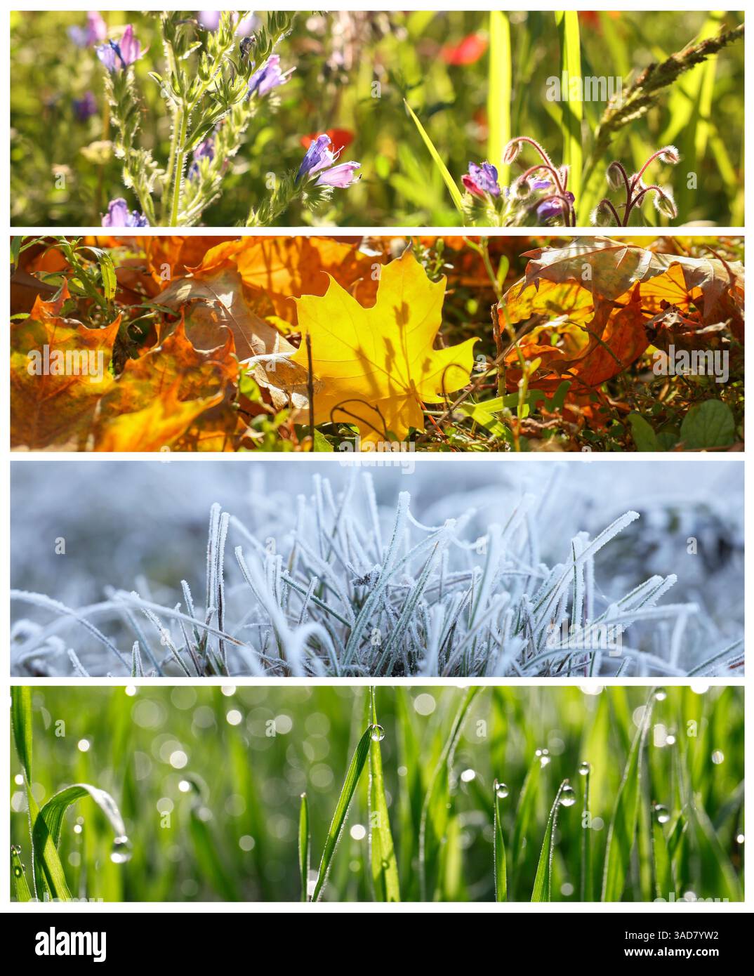 Four seasons of year. Collage with pictures of nature in winter, summer ...