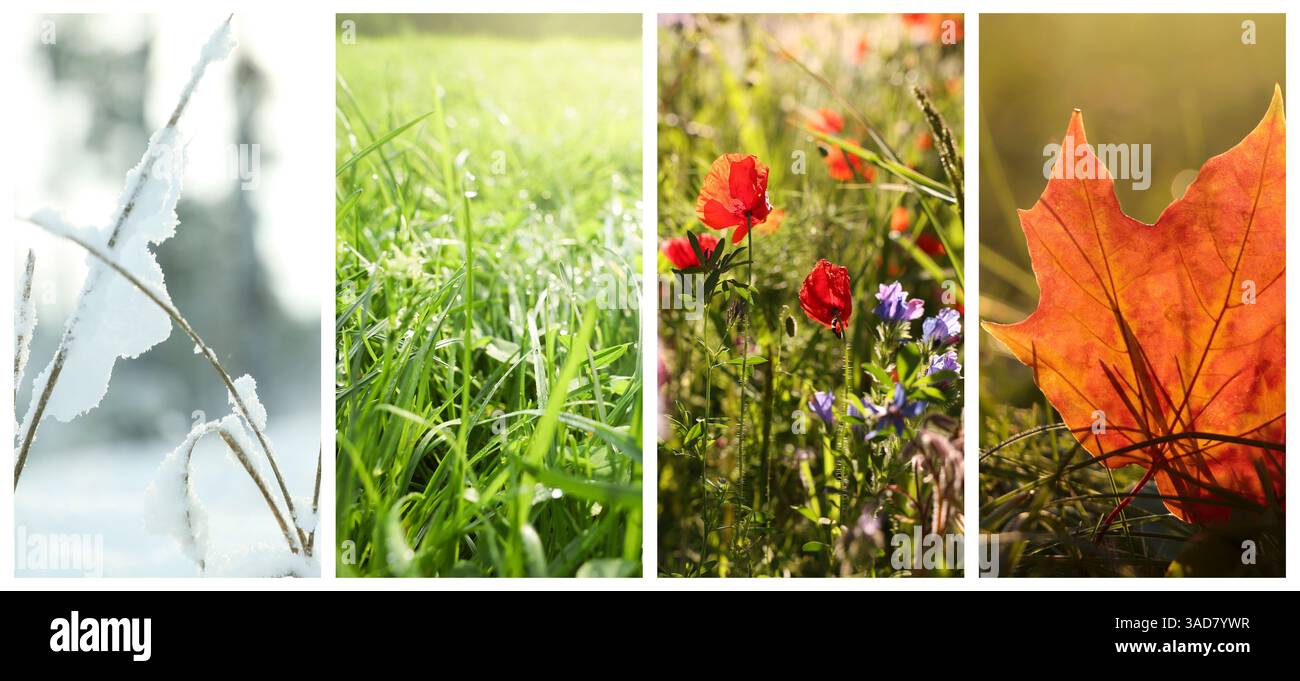 Four seasons of year. Collage with pictures of nature in winter, summer ...