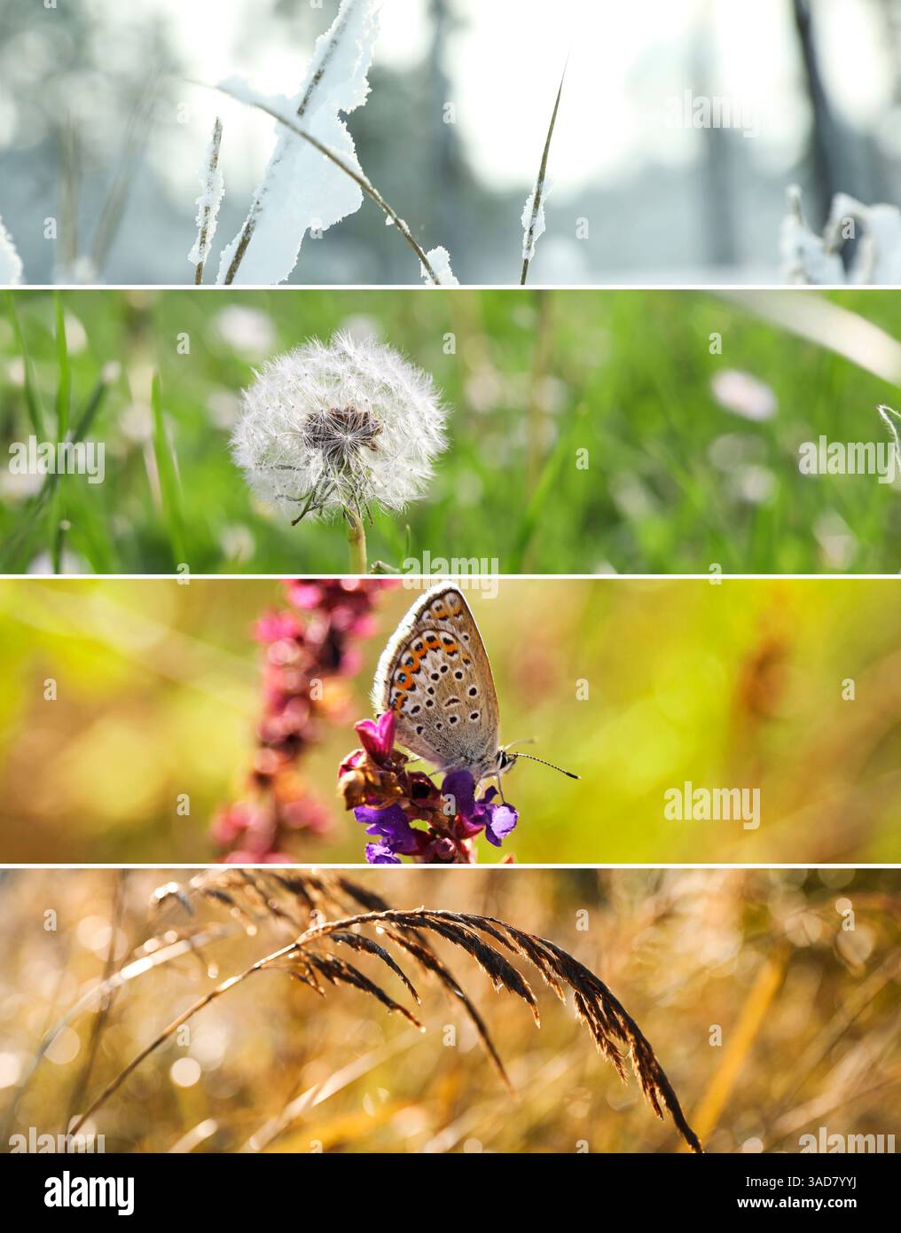 Four seasons of year. Collage with pictures of nature in winter, summer ...