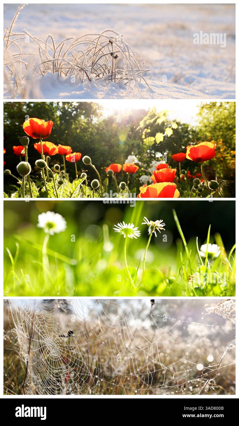 Four seasons of year. Collage with pictures of nature in winter, summer ...