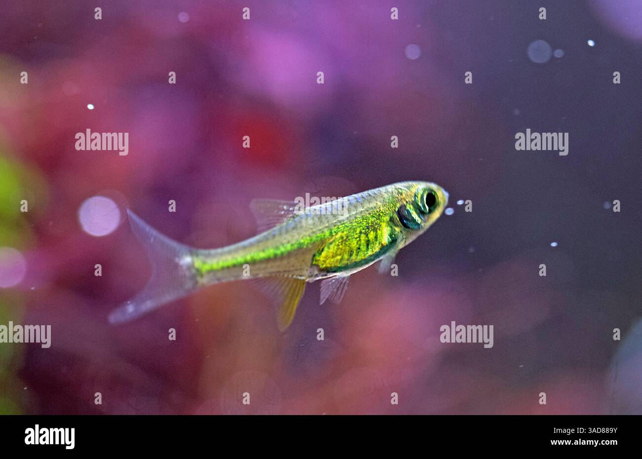 Microdevario Microdevario kubotai in front of planted tank Stock Photo - Alamy