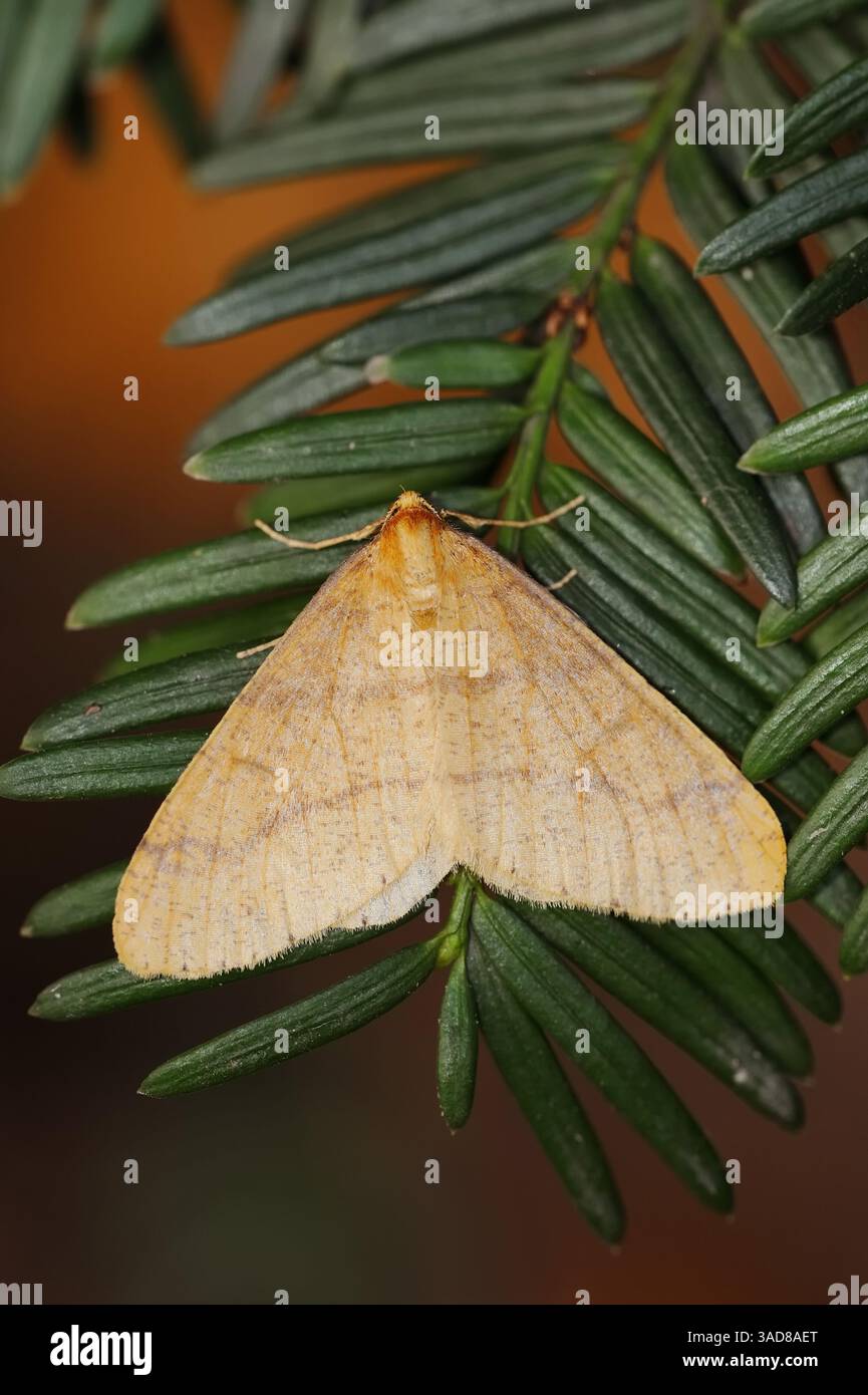 Jackspanner Insect Insect on insects hi-res stock photography and images - Alamy
