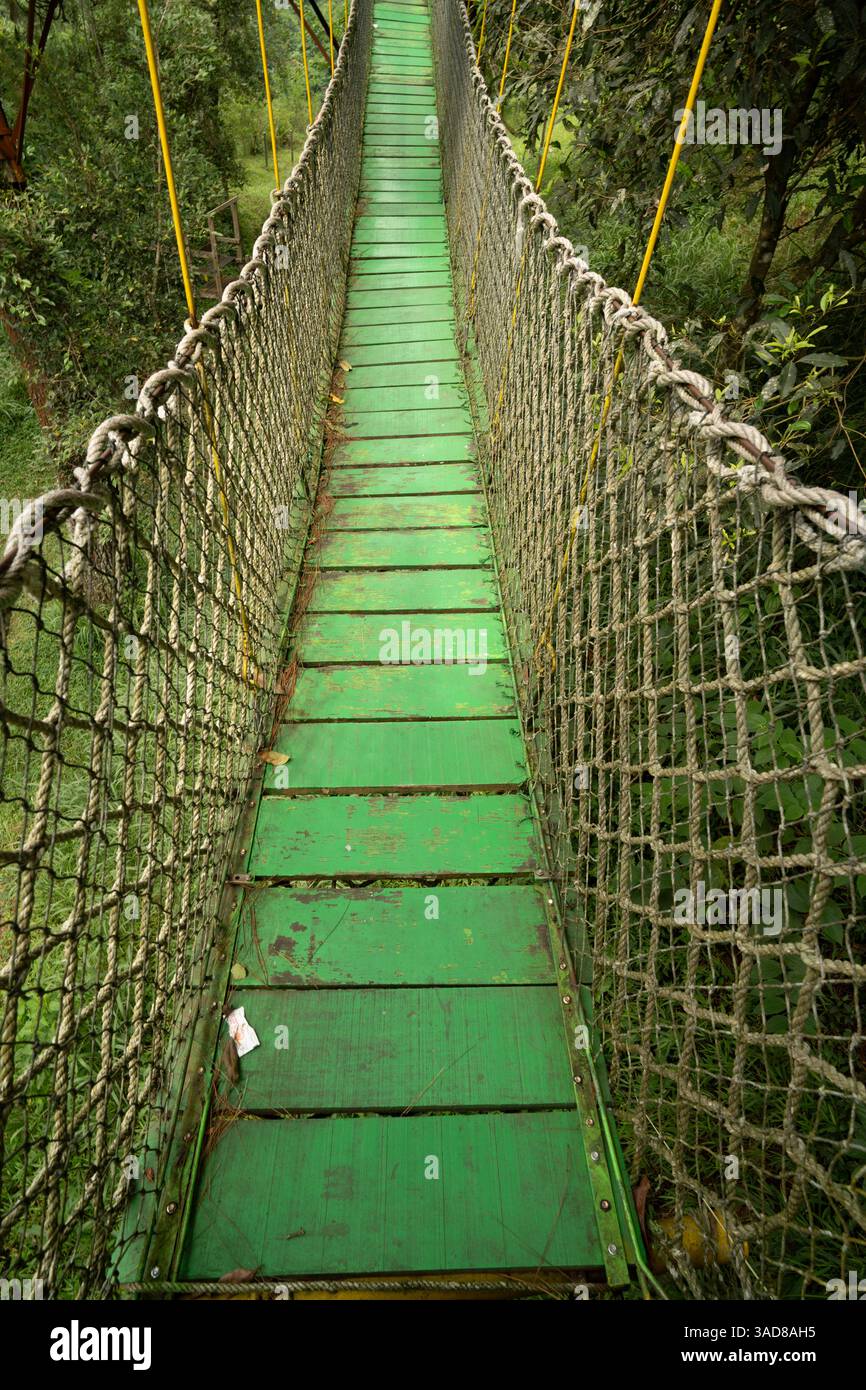 rope bridge on high forest tree , small trail path Stock Photo - Alamy