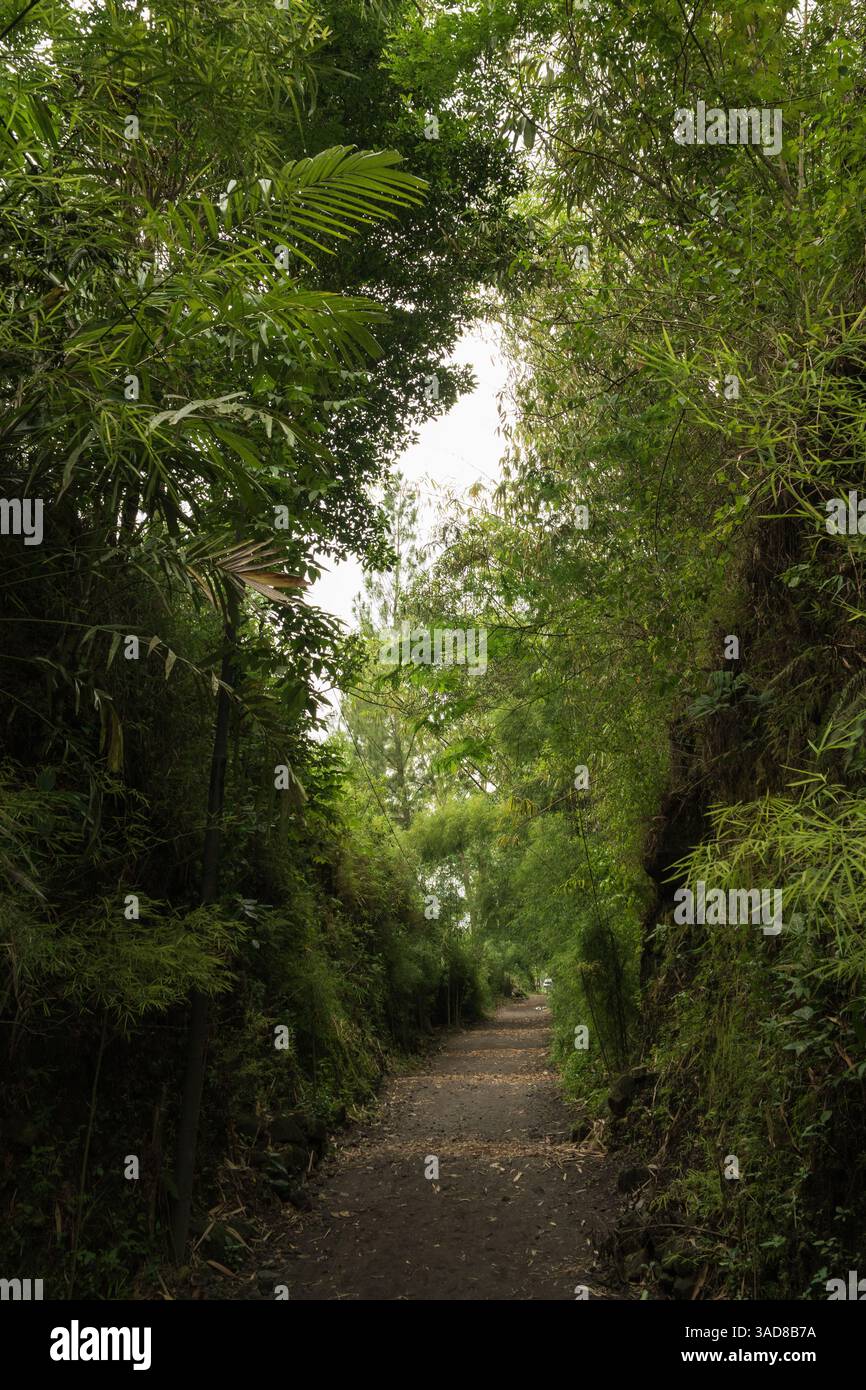 Narrow path going through green tropical forest Stock Photo