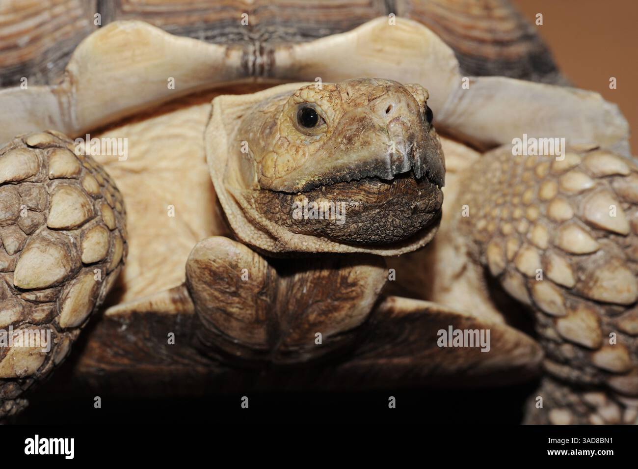 African Spurred Tortoise (Centrochelys sulcata), male | Spornschildkröte (Centrochelys sulcata), Männchen Stock Photo