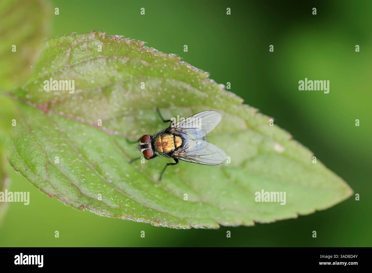 Green Bottle Fly (Lucilia spec.), Germany | Goldfliege (Lucilia spec.), Deutschland Stock Photo