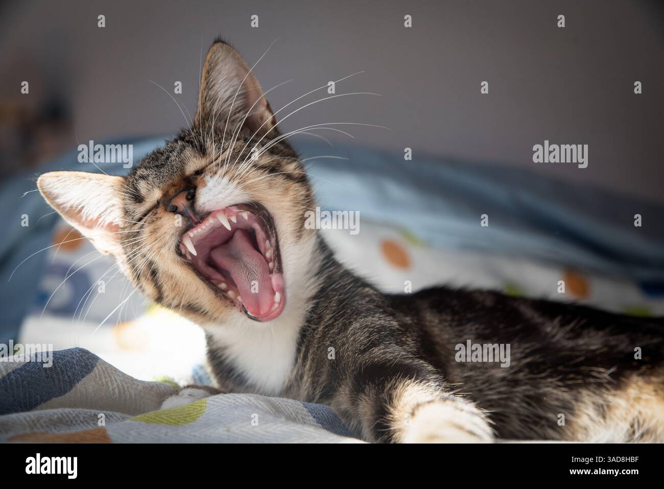 Cat yawning portrait, lying down relaxed Stock Photo