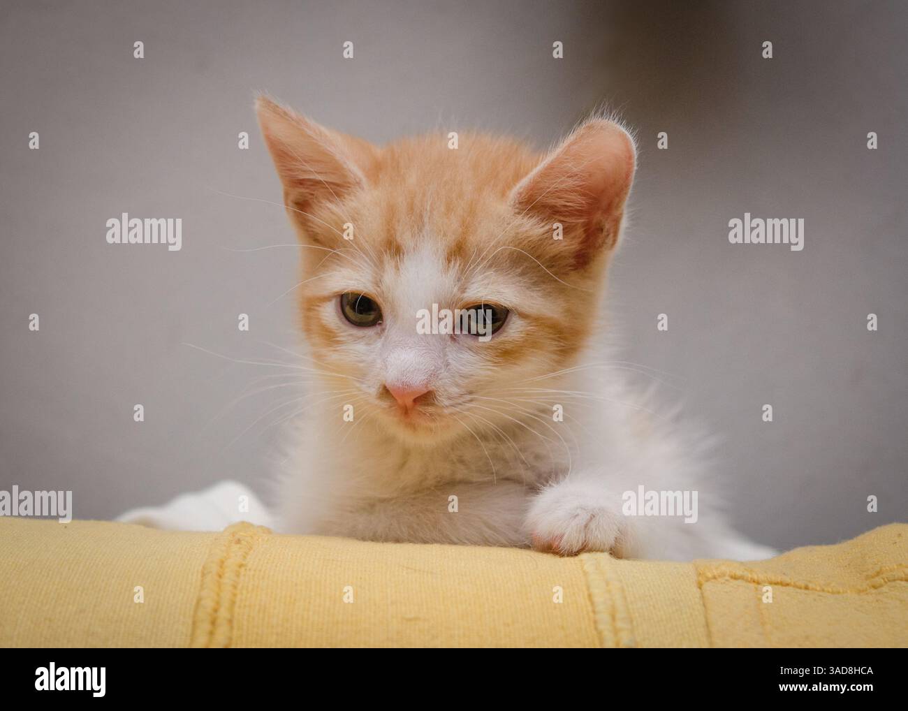 Cute small ginger cat portrait Stock Photo