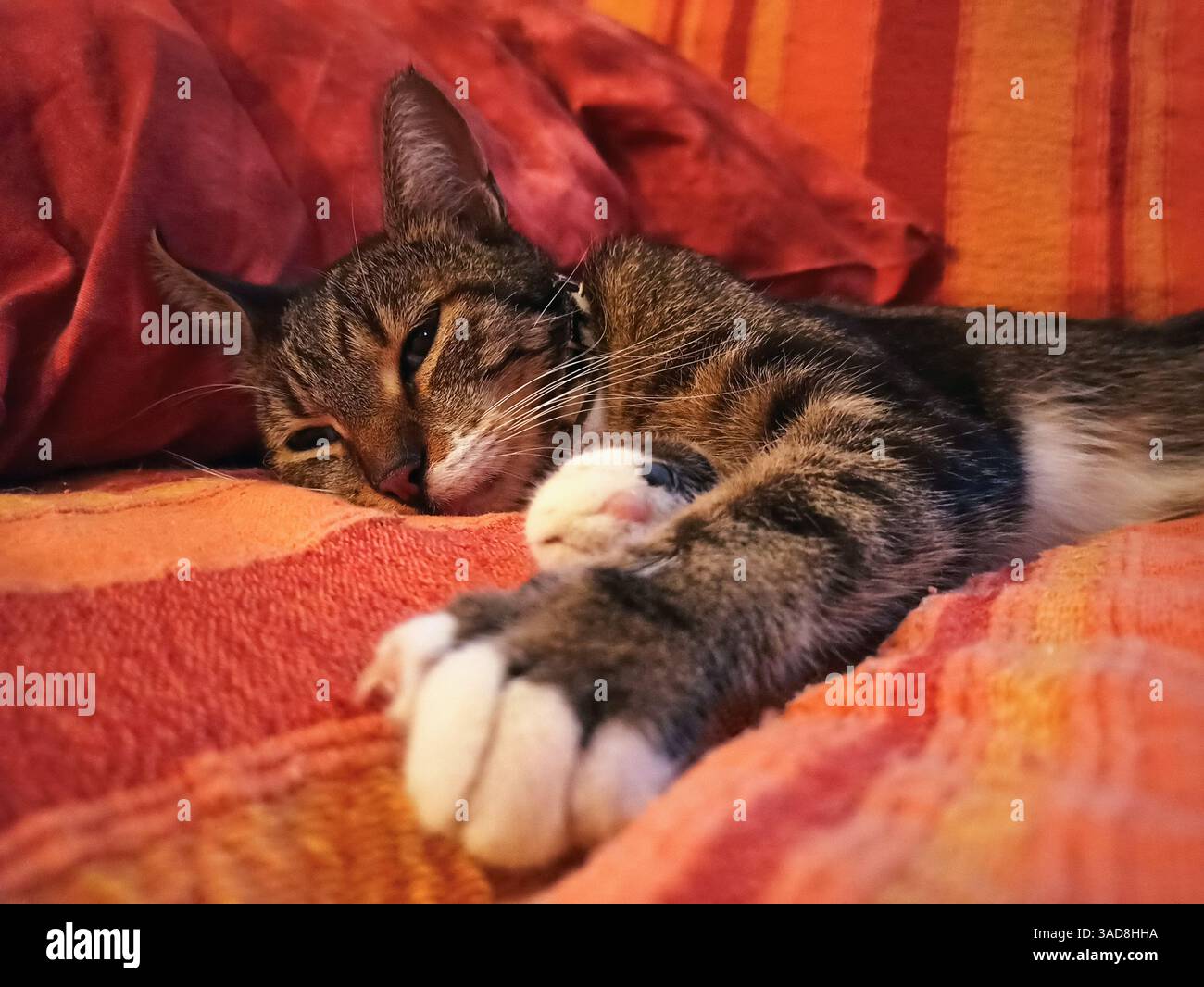 Cat portrait lying down relaxed Stock Photo