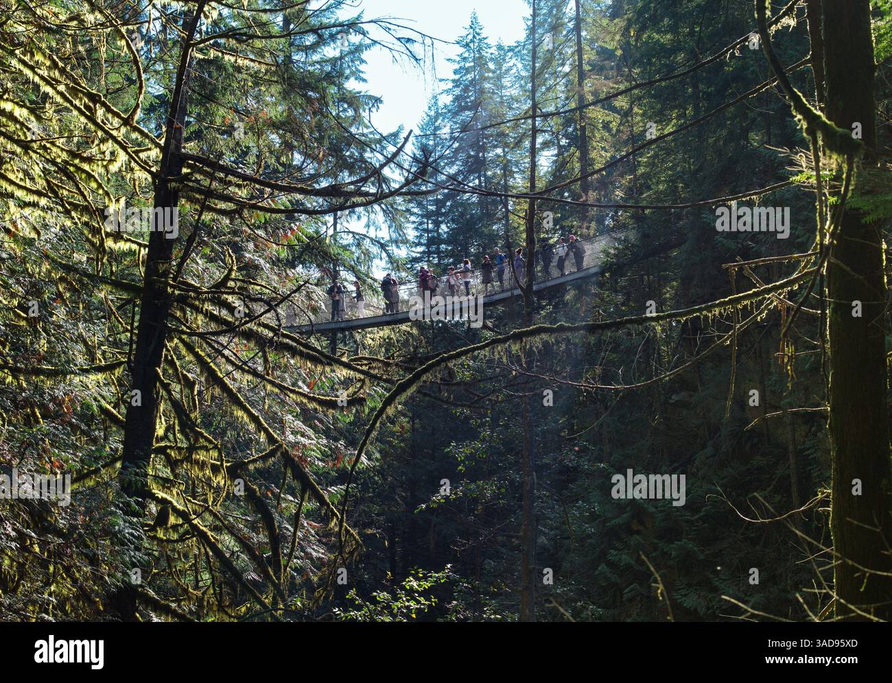 Tourists and hikers on free suspension bridge over canyon in rain forest. Lynn Canyon Provincial Park. North Vancouver. British Columbia. Canada. Nort Stock Photo