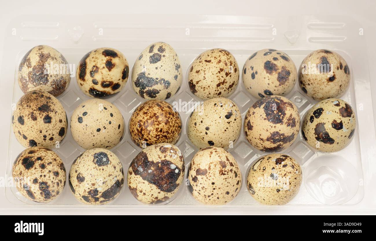 Quail eggs in plastic packaging in horizontal format Stock Photo