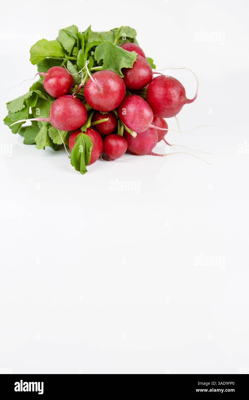 Radishes Ripe Bunch of ripe fresh gathered radish with green leaves isolated on white ...