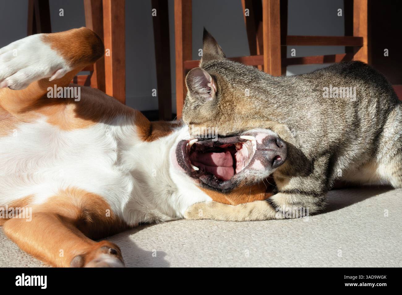Cat and dog playing or rough housing. Cute kitty lying on top of dogs head with open mouth. Dog and cat wrestling in living room. Female Harrier mix a Stock Photo