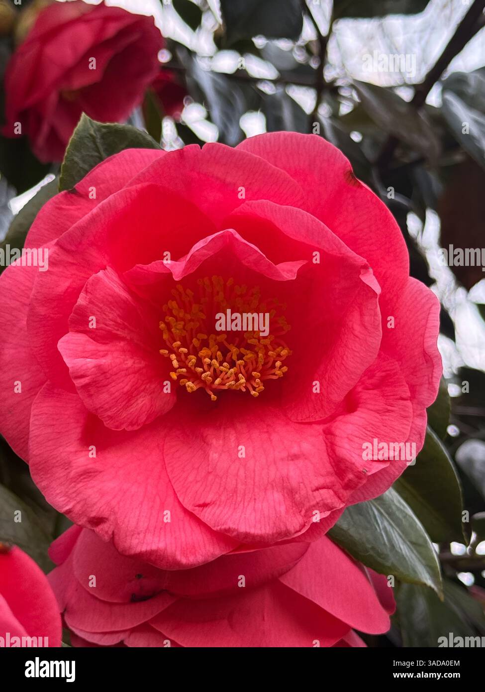 Red camellia flower hi-res stock photography and images - Alamy