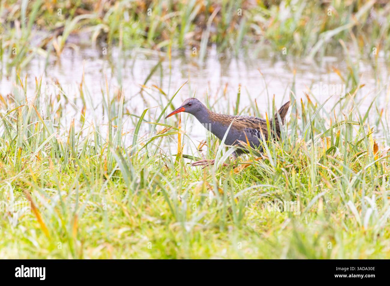 Water rail sneaking along marshland edge. Stock Photo