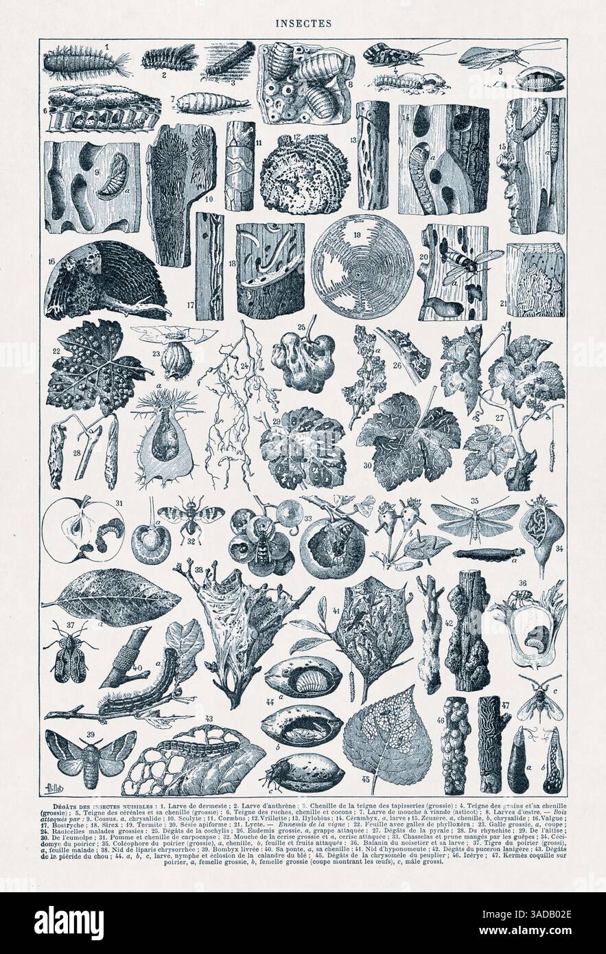 19 Insects Old illustration harmful insects hi-res stock photography and images ...