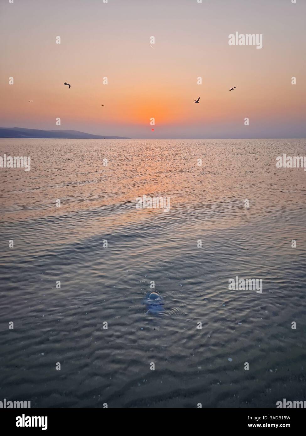 Calm morning by the sea with seagull birds flying in the sky as the sun rises above the water at the horizon. Peaceful seascape at dawn, a blue jellyf - Smartphone Captured Stock Image Calm morning by the sea with seagull birds flying in the sky as the sun rises above the water at the horizon. Peaceful seascape at dawn, a blue jellyf - Smartphone Captured Stock Image