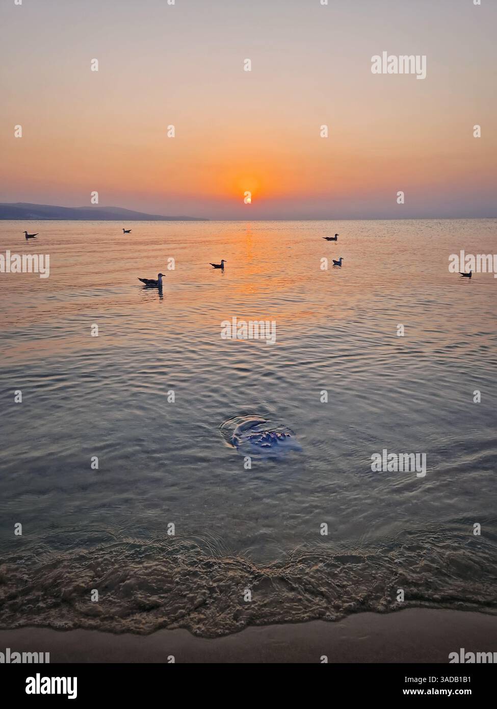 Calm morning by the sea with seagull birds floating on the water as the sun rises above the horizon. Peaceful seascape at dawn, a blue jellyfish stran - Smartphone Captured Stock Image