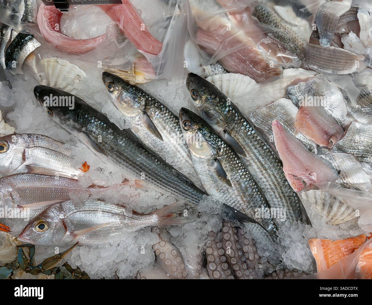 Mullet, pandora fish pagellus erythrinus and fish fillets, octopus exposed in ice on the fishmonger's counter Stock Photo