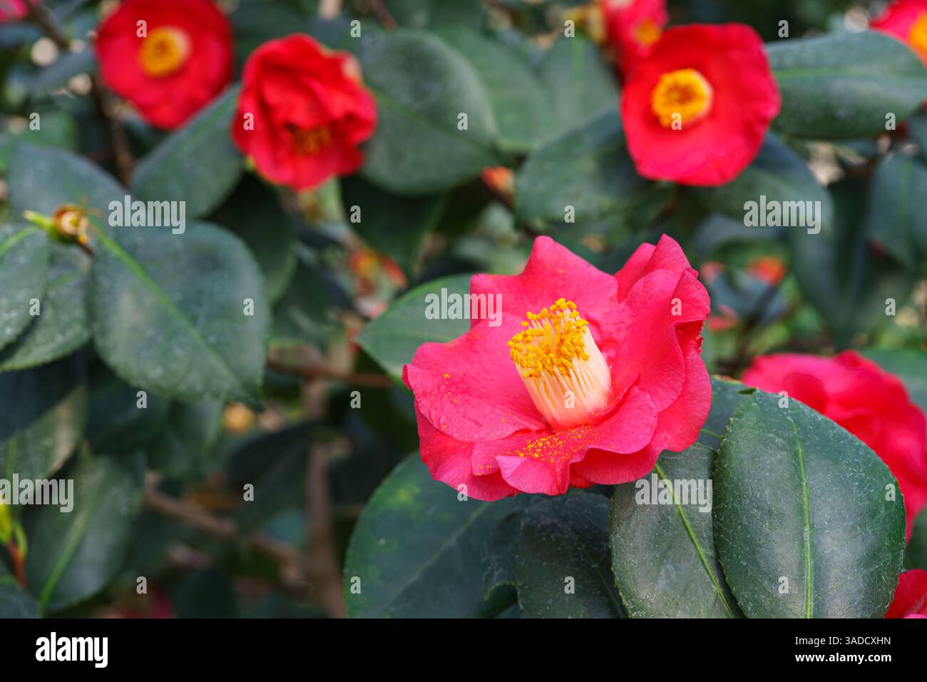 Red japonica hi-res stock photography and images - Alamy