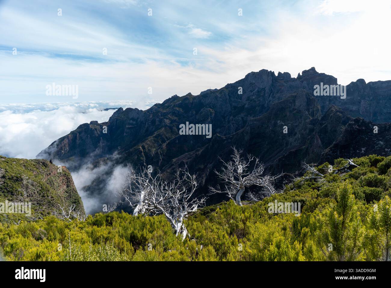 Dead Tree After Forest Fire in Mountain Landscape Stock Photo
