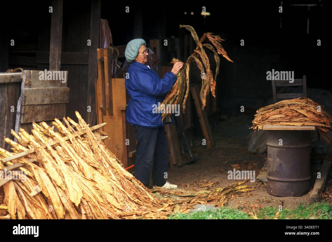 Stripping tobacco leaves hi-res stock photography and images