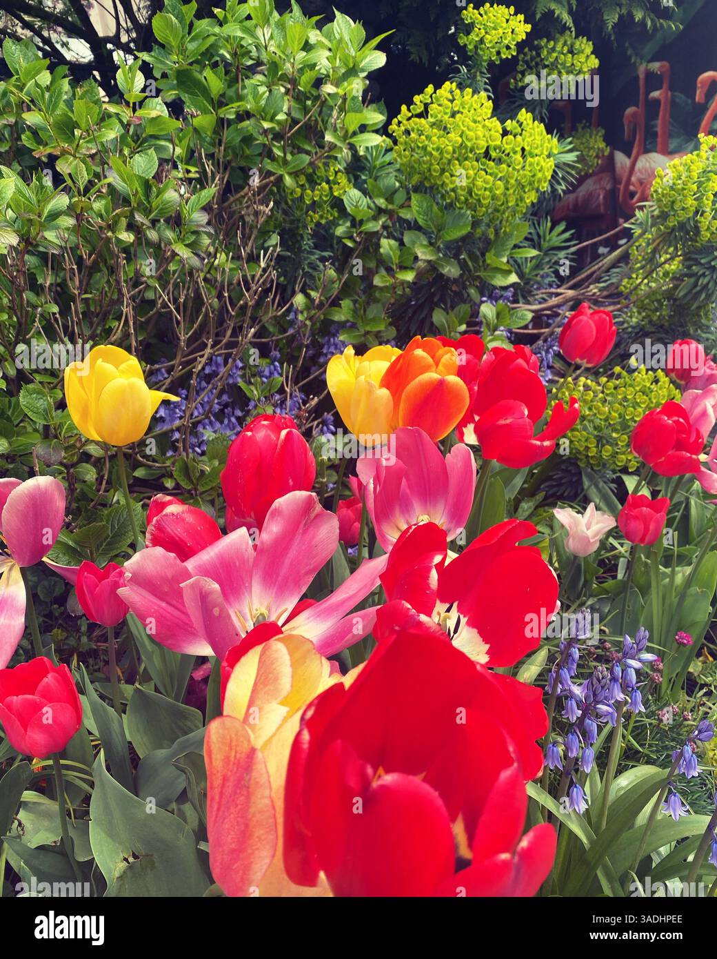 Colorful Spring Garden with Tulips and Bluebells - Smartphone Captured Stock Image