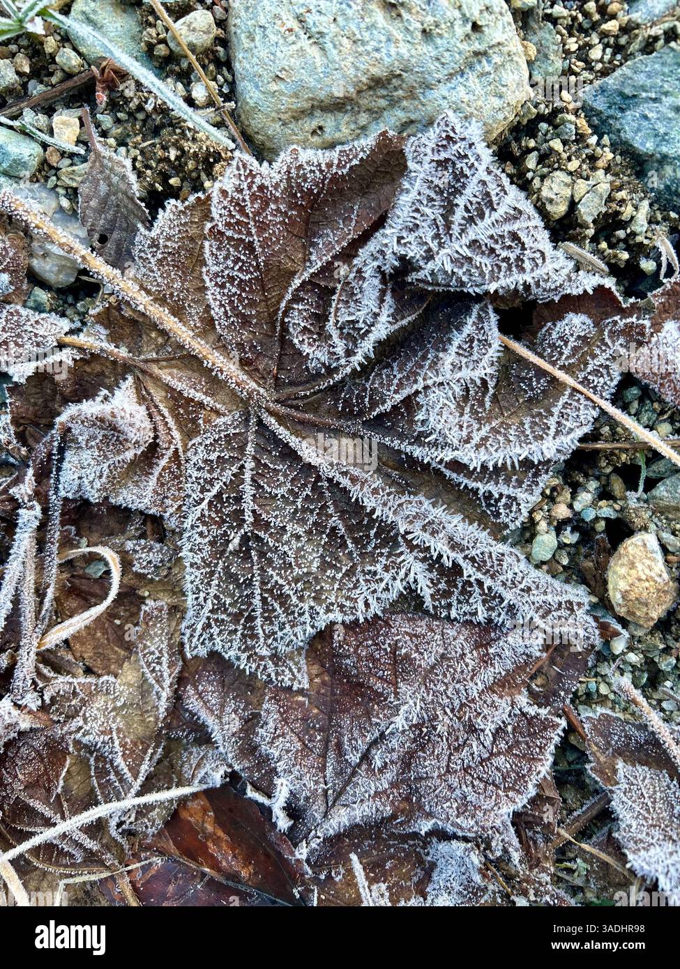 Frost-Covered Leaves on Rocky Ground - Smartphone Captured Stock Image
