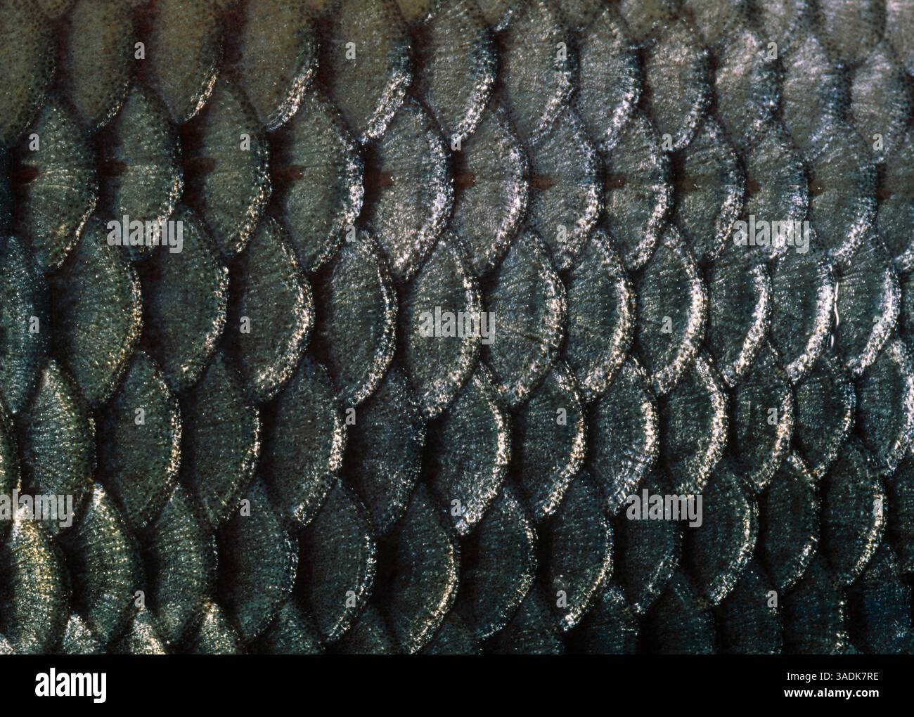 COMMON CARP scales detail Cyprinus carpio with lateral line .. (Credit ...